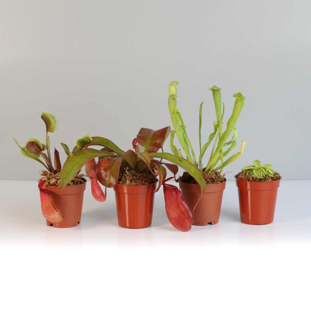 Savage Quad Carnivorous Plant Bundle - Cheeky Garden