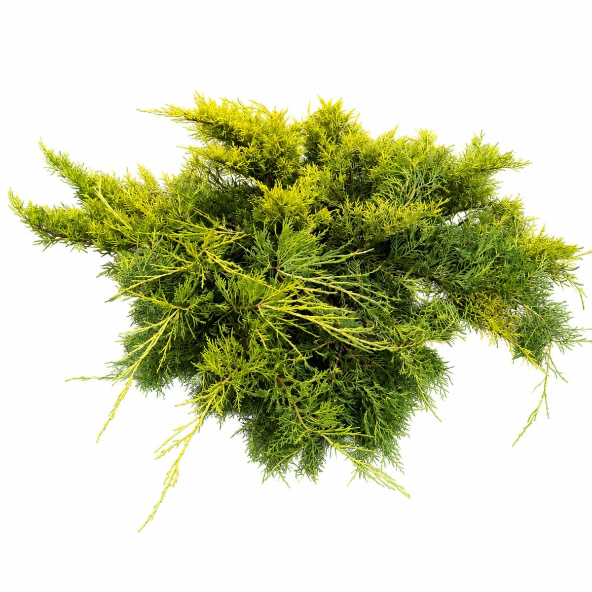 Scandia Juniper - Cheeky Garden