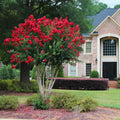 Scarlet Colorama™ Crape Myrtle - Cheeky Garden