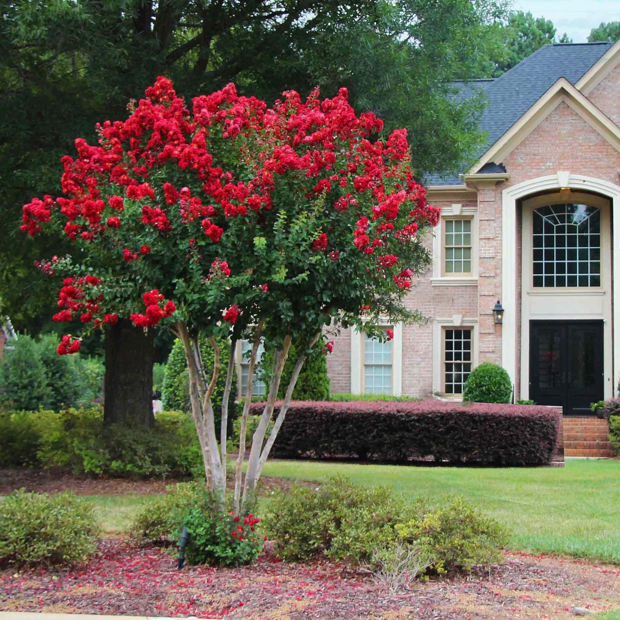 Scarlet Colorama™ Crape Myrtle - Cheeky Garden