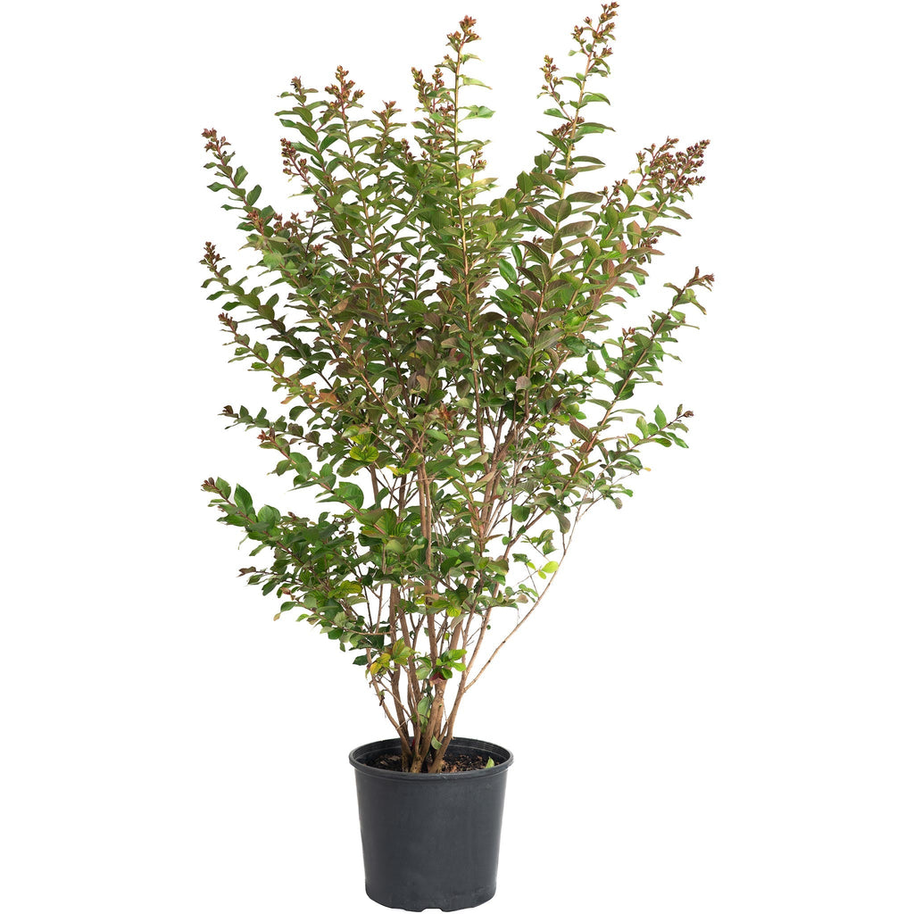 Scarlet Colorama™ Crape Myrtle - Cheeky Garden