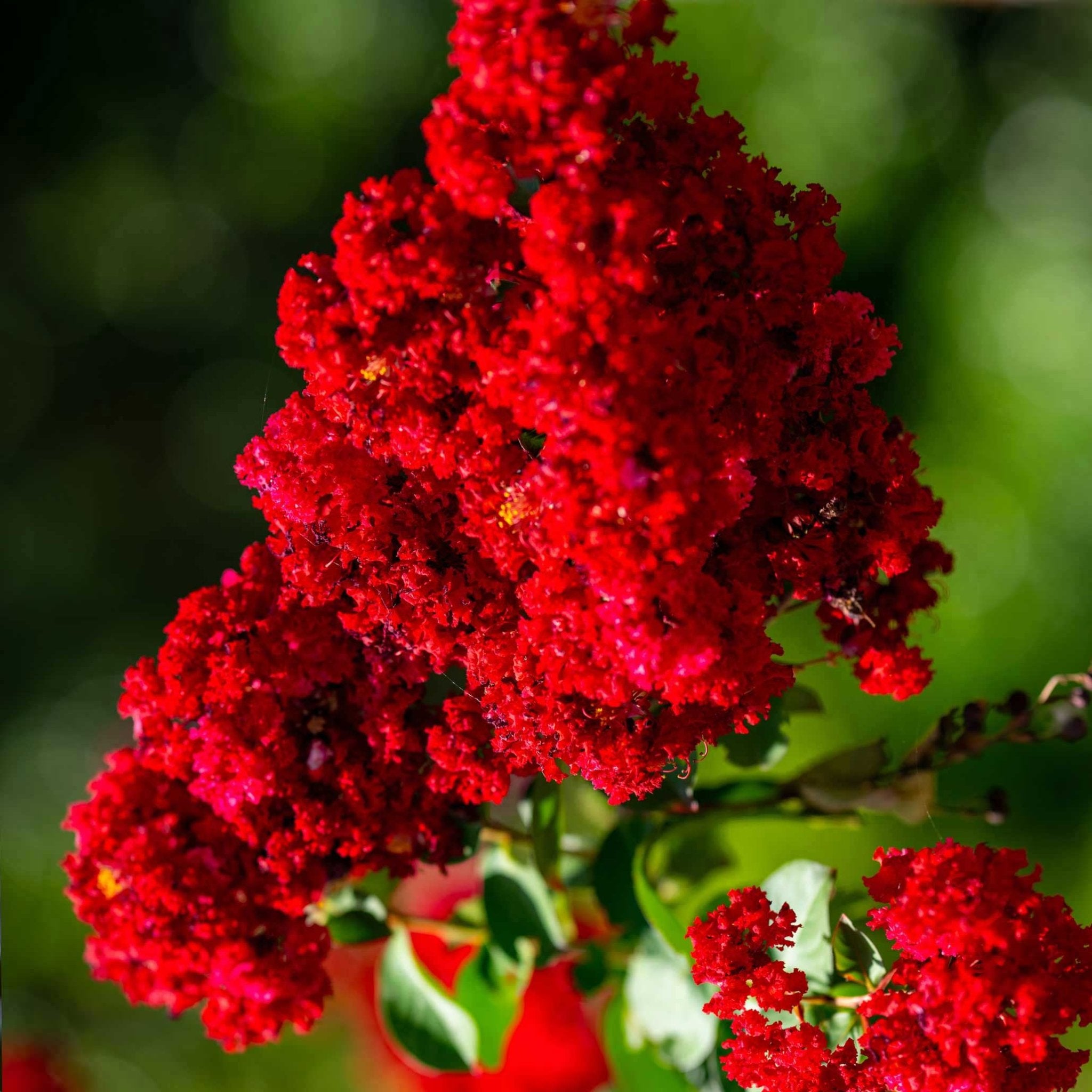 Scarlet Colorama™ Crape Myrtle - Cheeky Garden