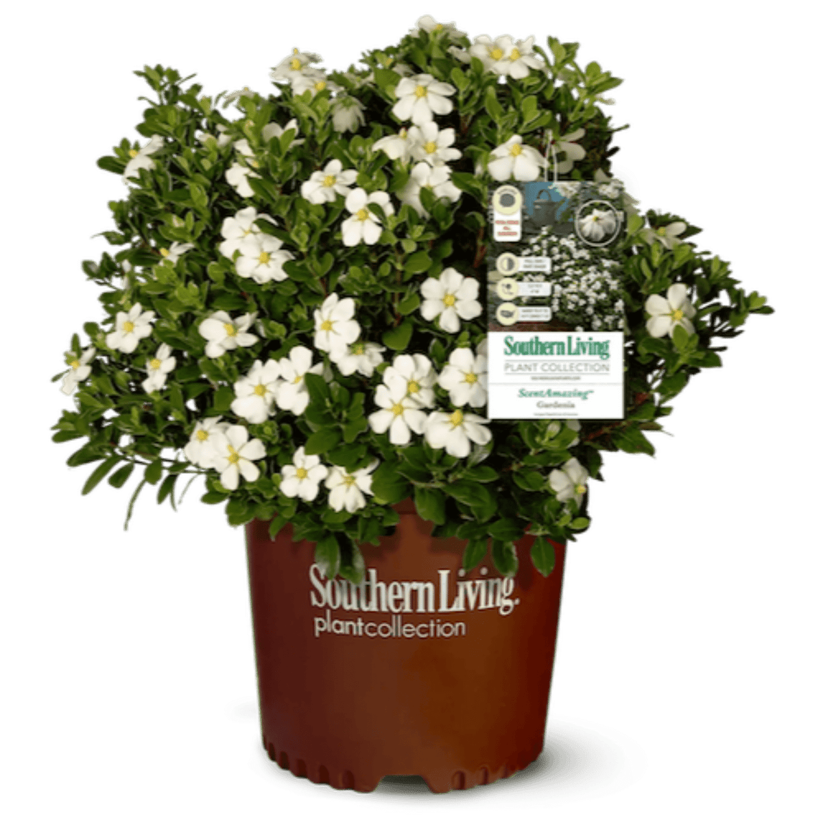 ScentAmazing® Gardenia - Cheeky Garden