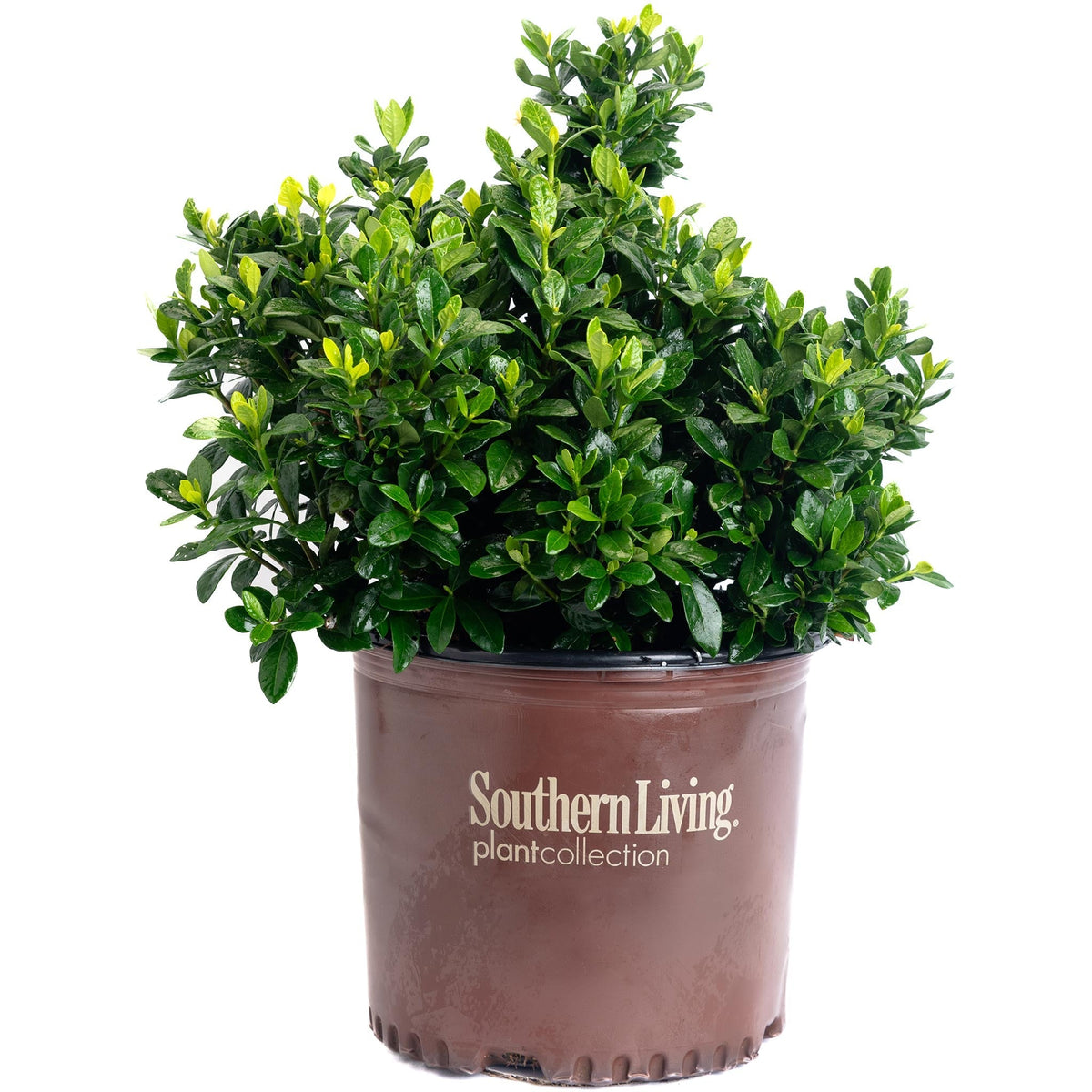 ScentAmazing® Gardenia - Cheeky Garden