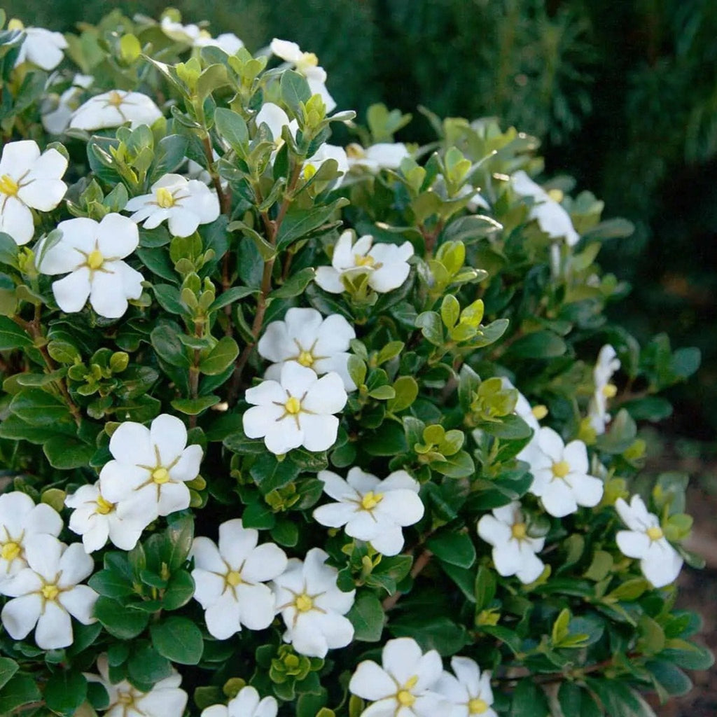 ScentAmazing® Gardenia - Cheeky Garden