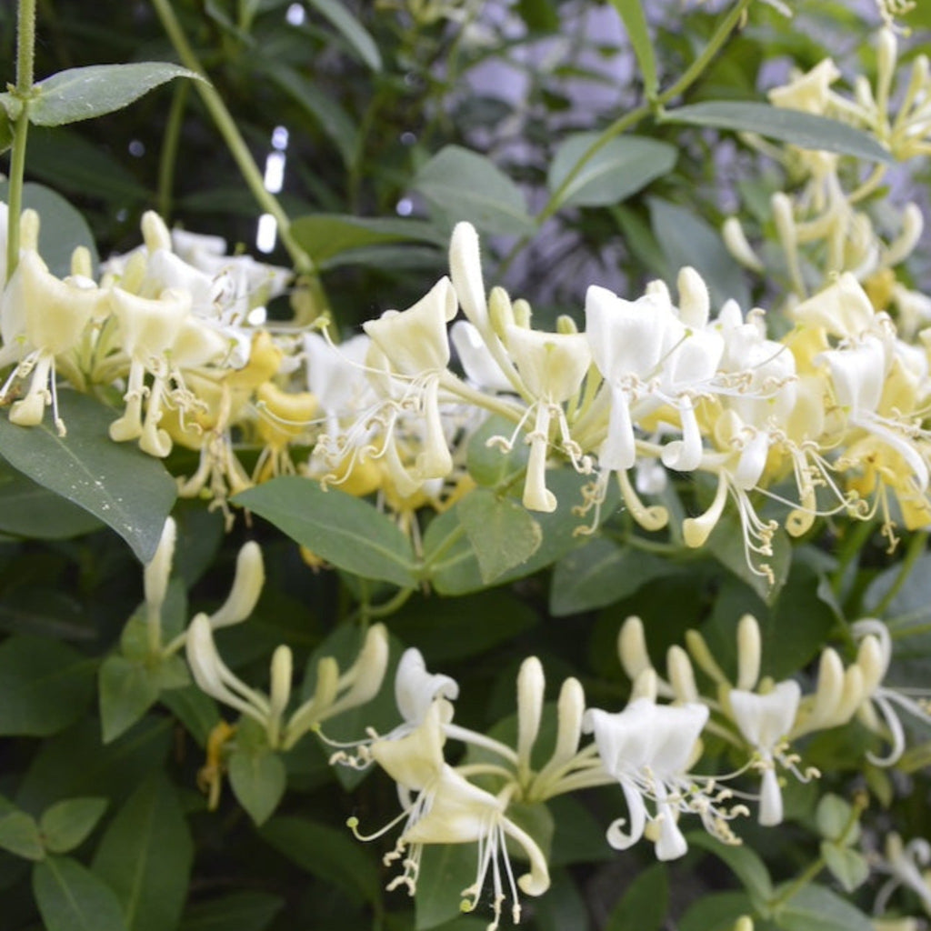 Scentsation Honeysuckle Vine - Cheeky Garden
