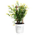 Scentsation Honeysuckle Vine - Cheeky Garden
