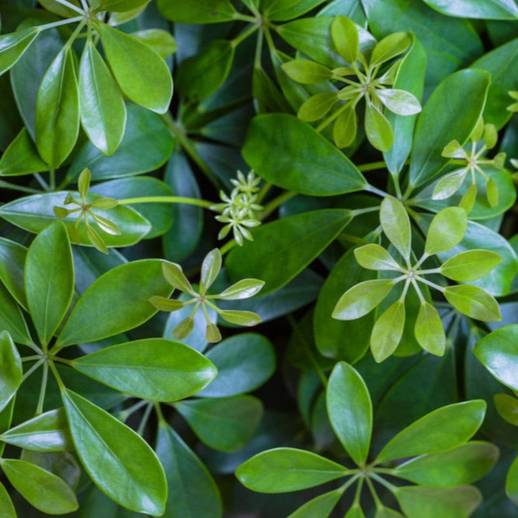 Schefflera (Umbrella Plant) - Cheeky Garden