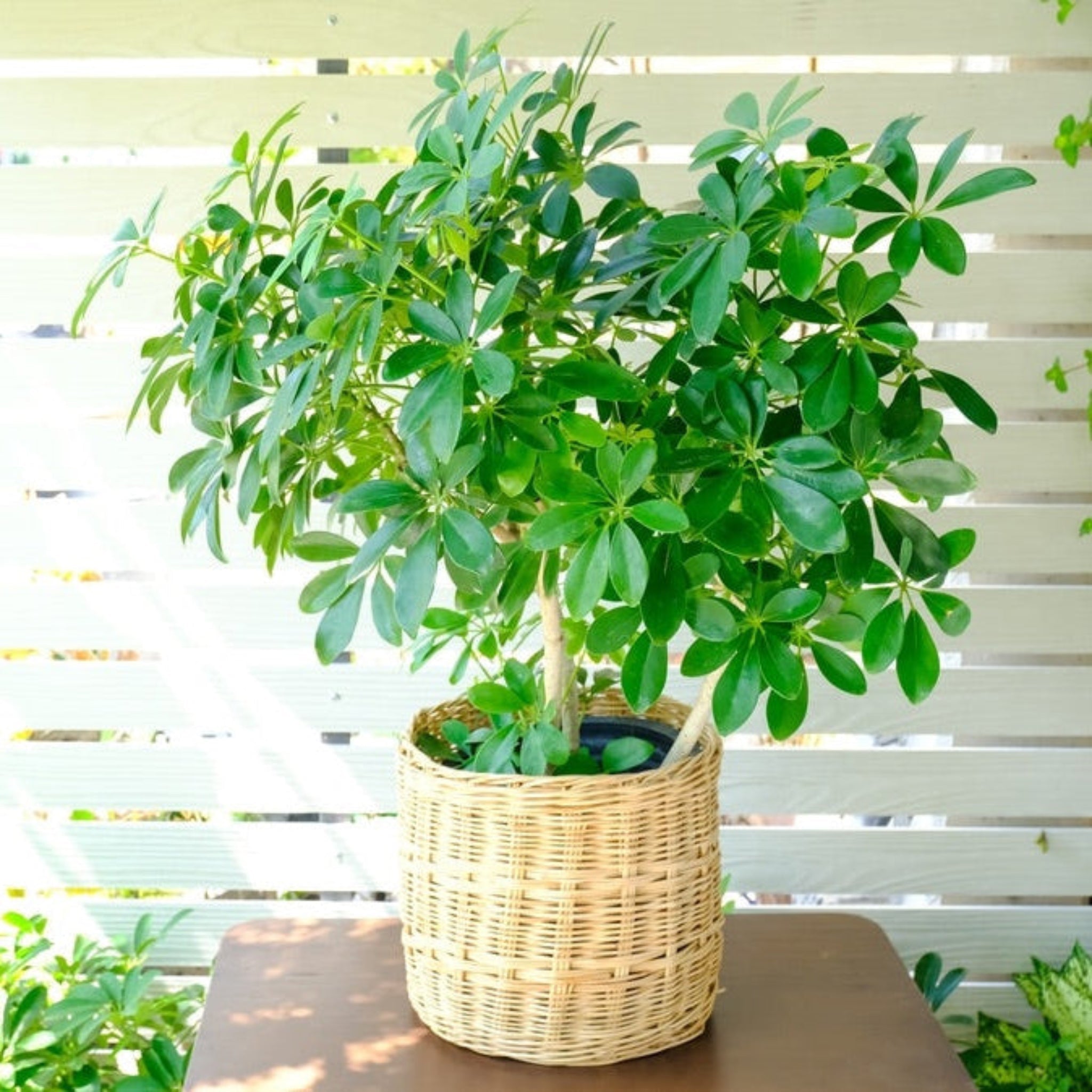 Schefflera (Umbrella Plant) - Cheeky Garden
