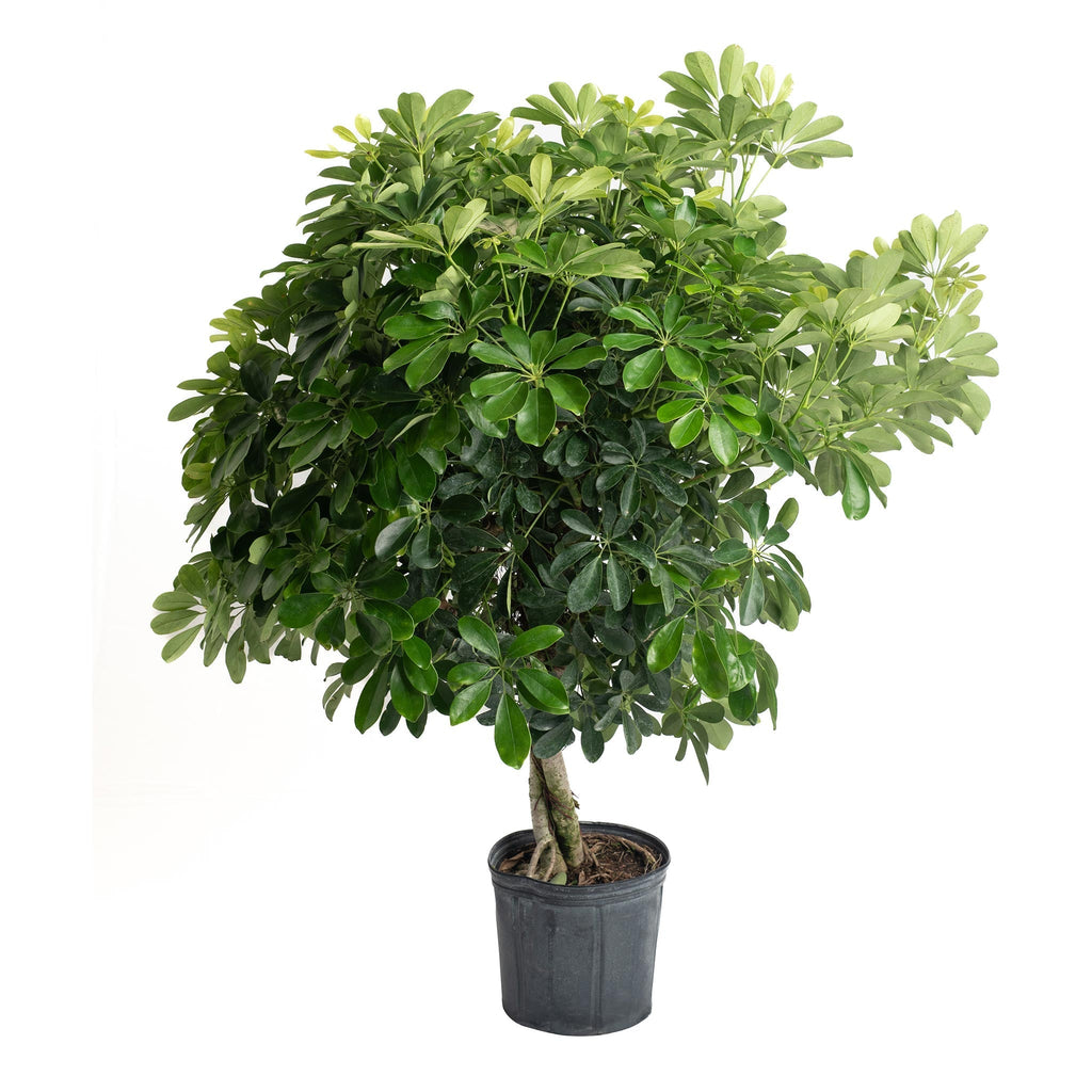 Schefflera (Umbrella Plant) - Cheeky Garden