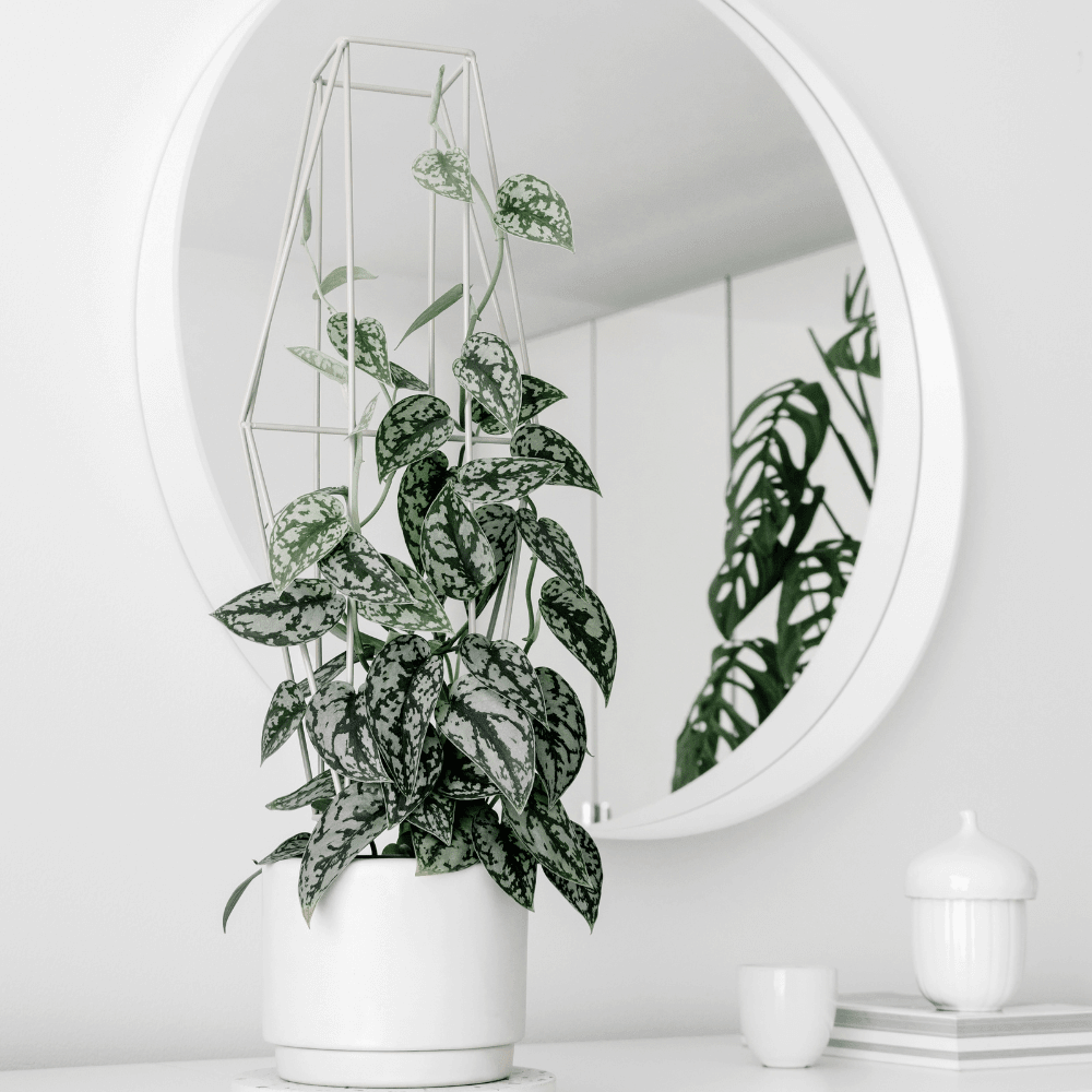 Scindapsus Exotica – Silver Satin Pothos - Cheeky Garden
