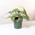 Scindapsus Exotica – Silver Satin Pothos - Cheeky Garden