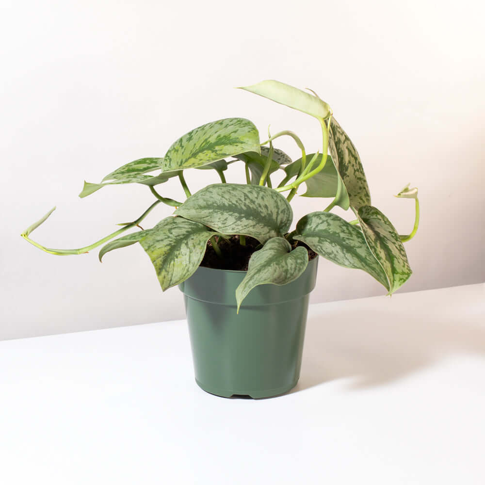Scindapsus Exotica – Silver Satin Pothos - Cheeky Garden