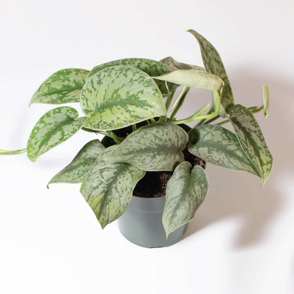 Scindapsus Exotica – Silver Satin Pothos - Cheeky Garden