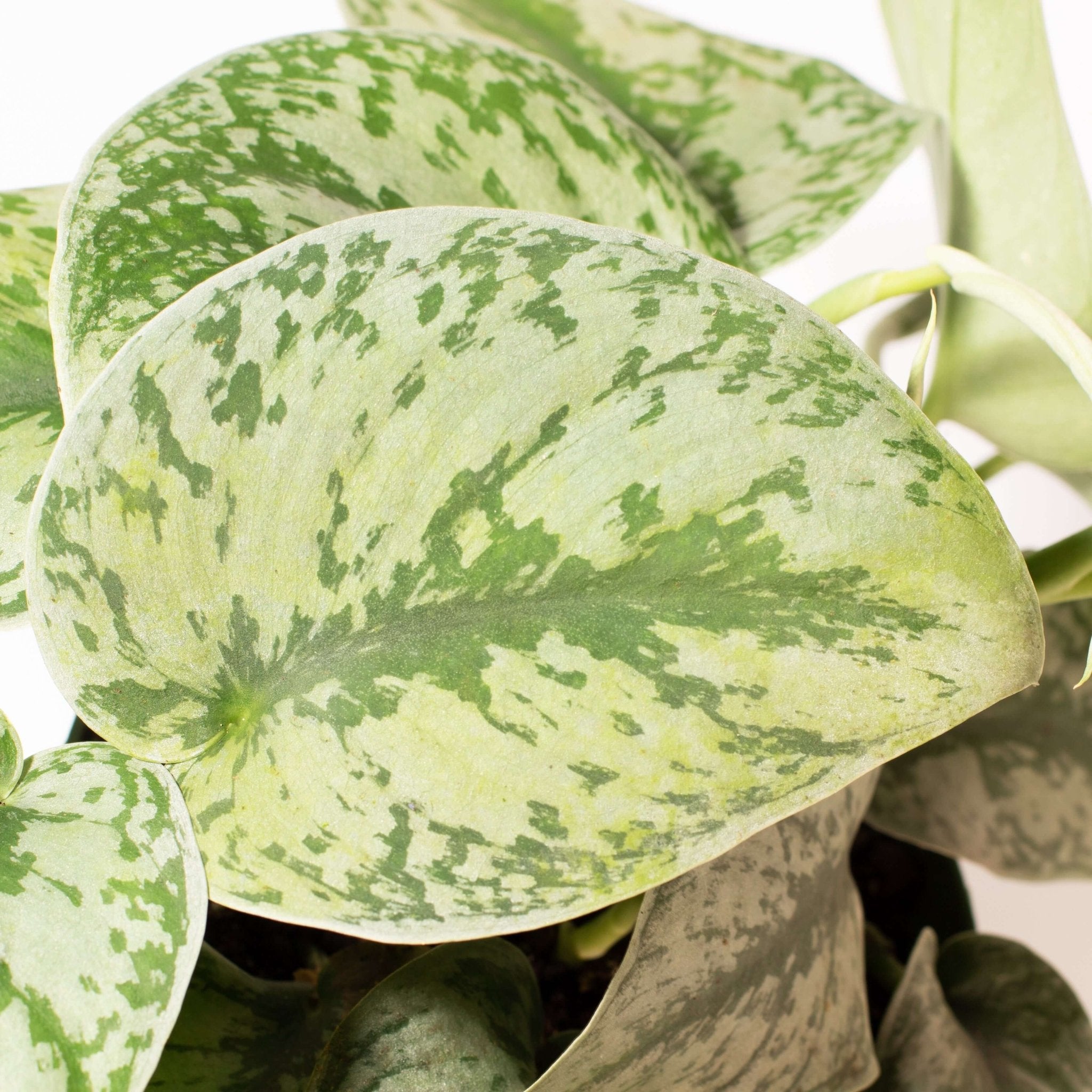 Scindapsus Exotica – Silver Satin Pothos - Cheeky Garden