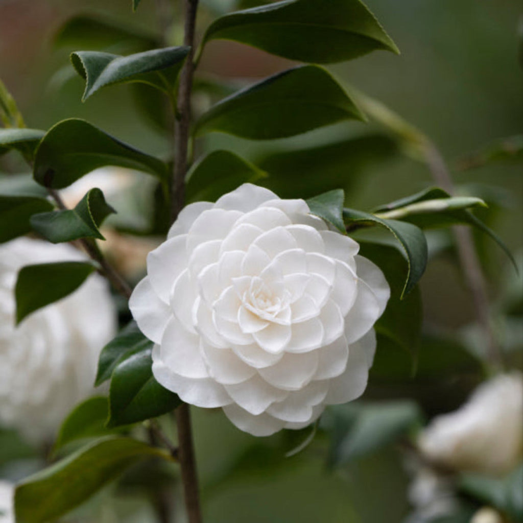 Sea Foam Camellia - Cheeky Garden