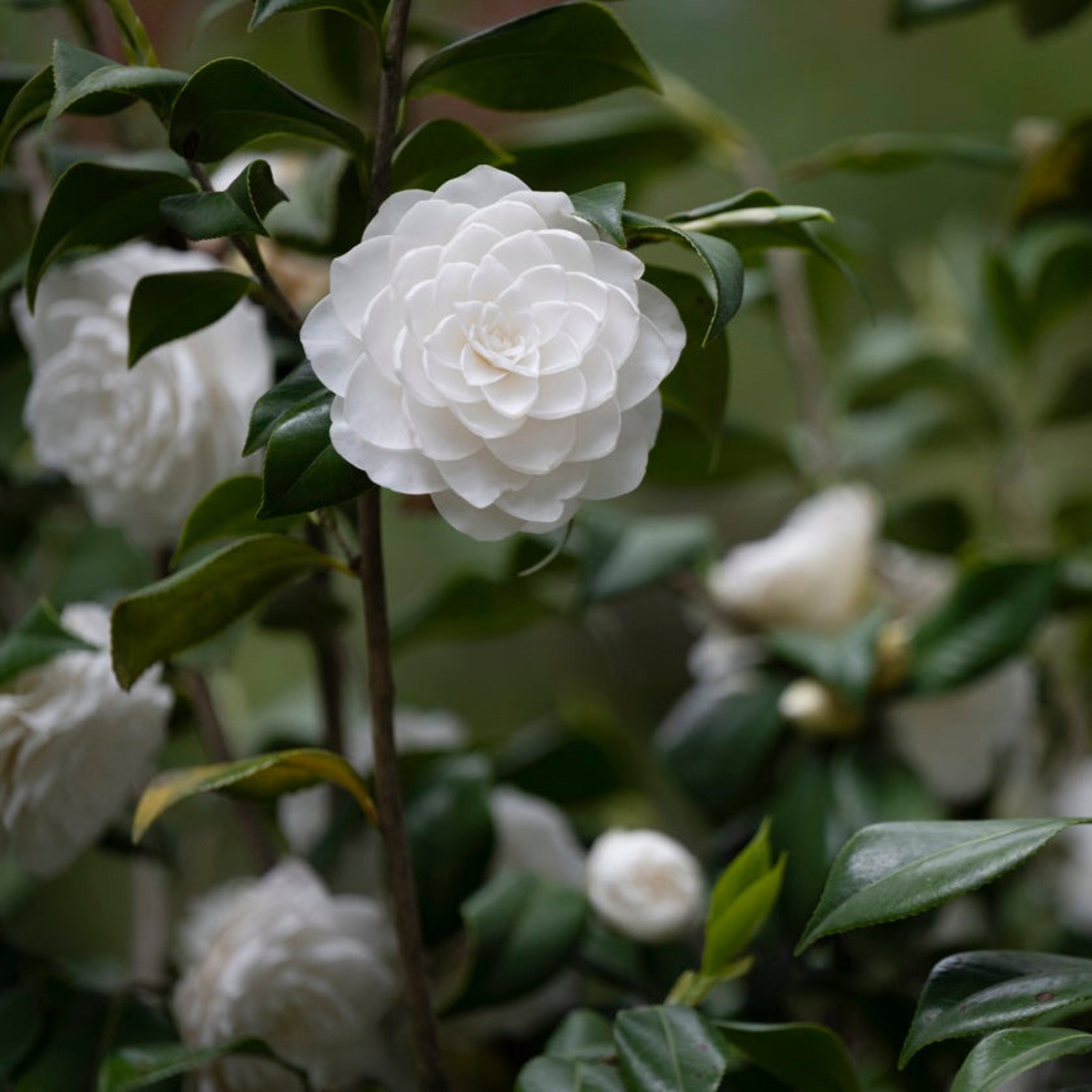 Sea Foam Camellia - Cheeky Garden