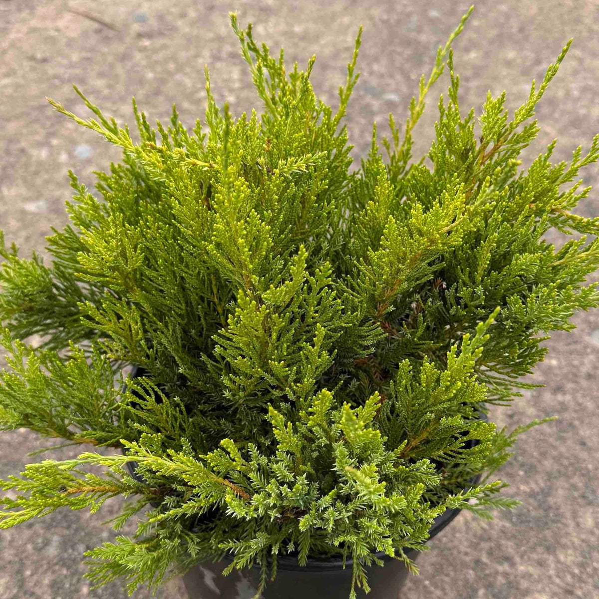 Sea Green Juniper - Cheeky Garden