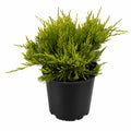 Sea Green Juniper - Cheeky Garden
