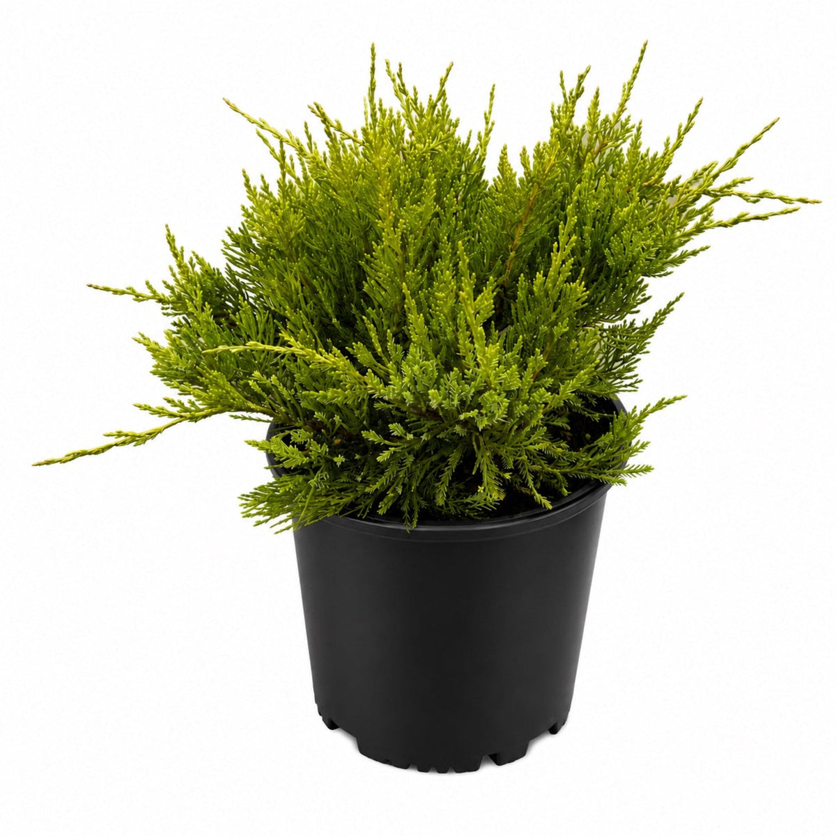 Sea Green Juniper - Cheeky Garden