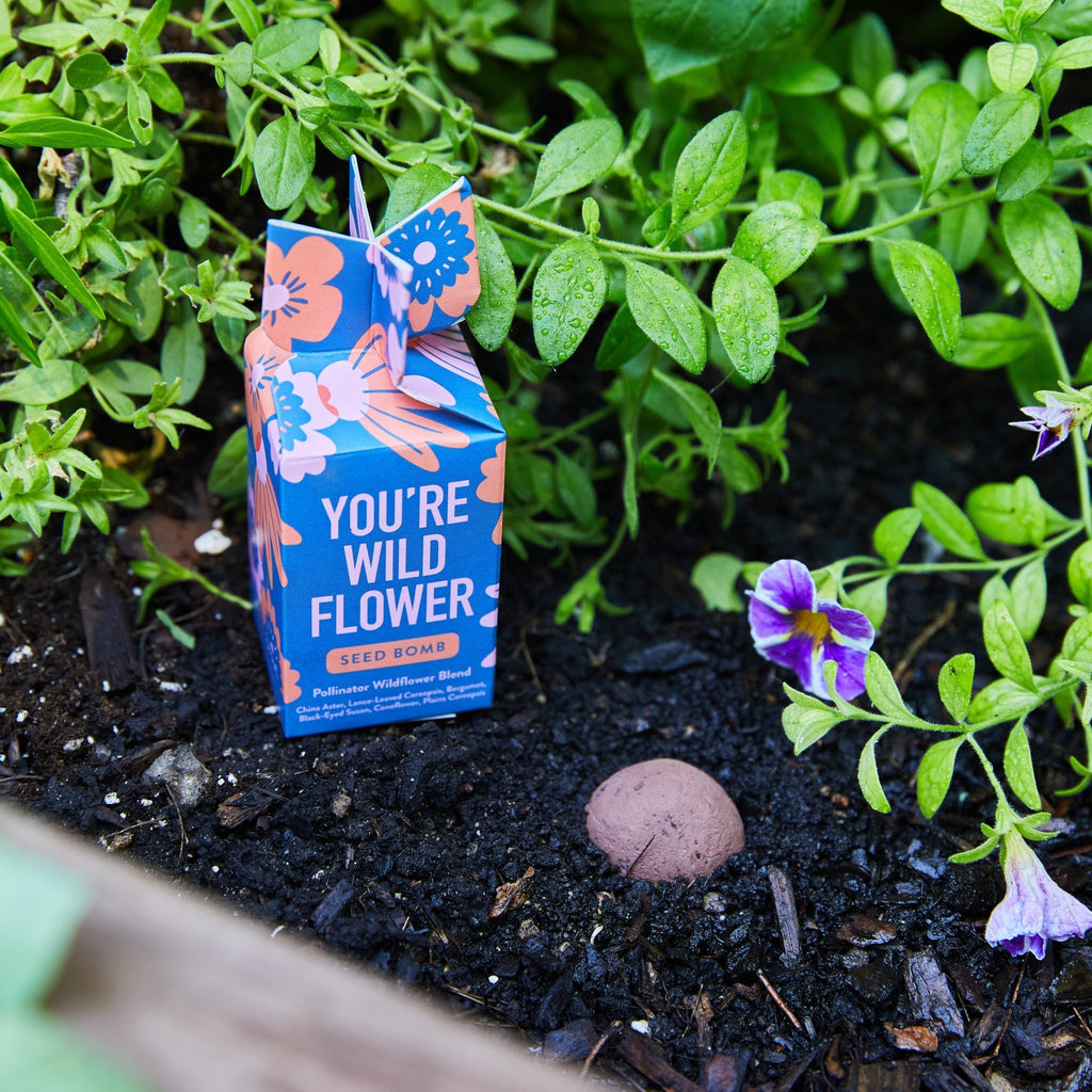 Seed Bomb - Cheeky Garden
