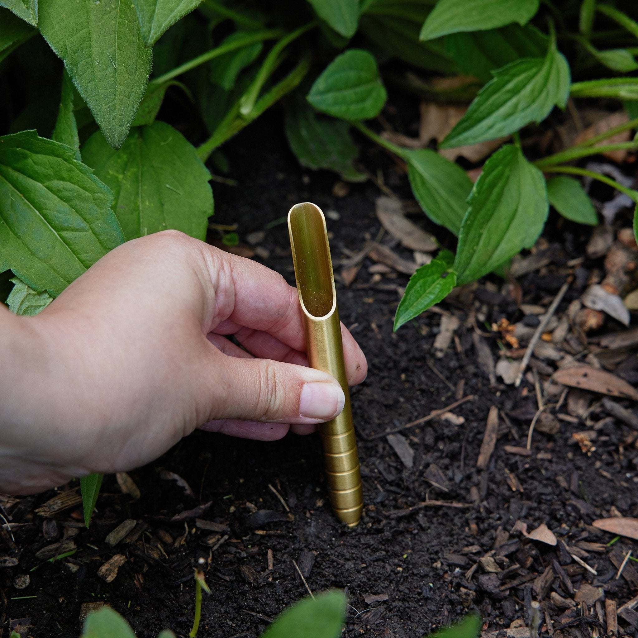Seed Library - Cheeky Garden