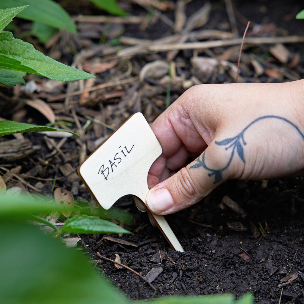Seed Library - Cheeky Garden