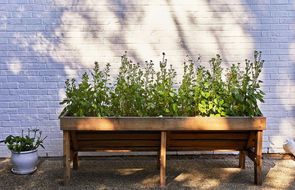 Seed Pops - Flowers - Cheeky Garden