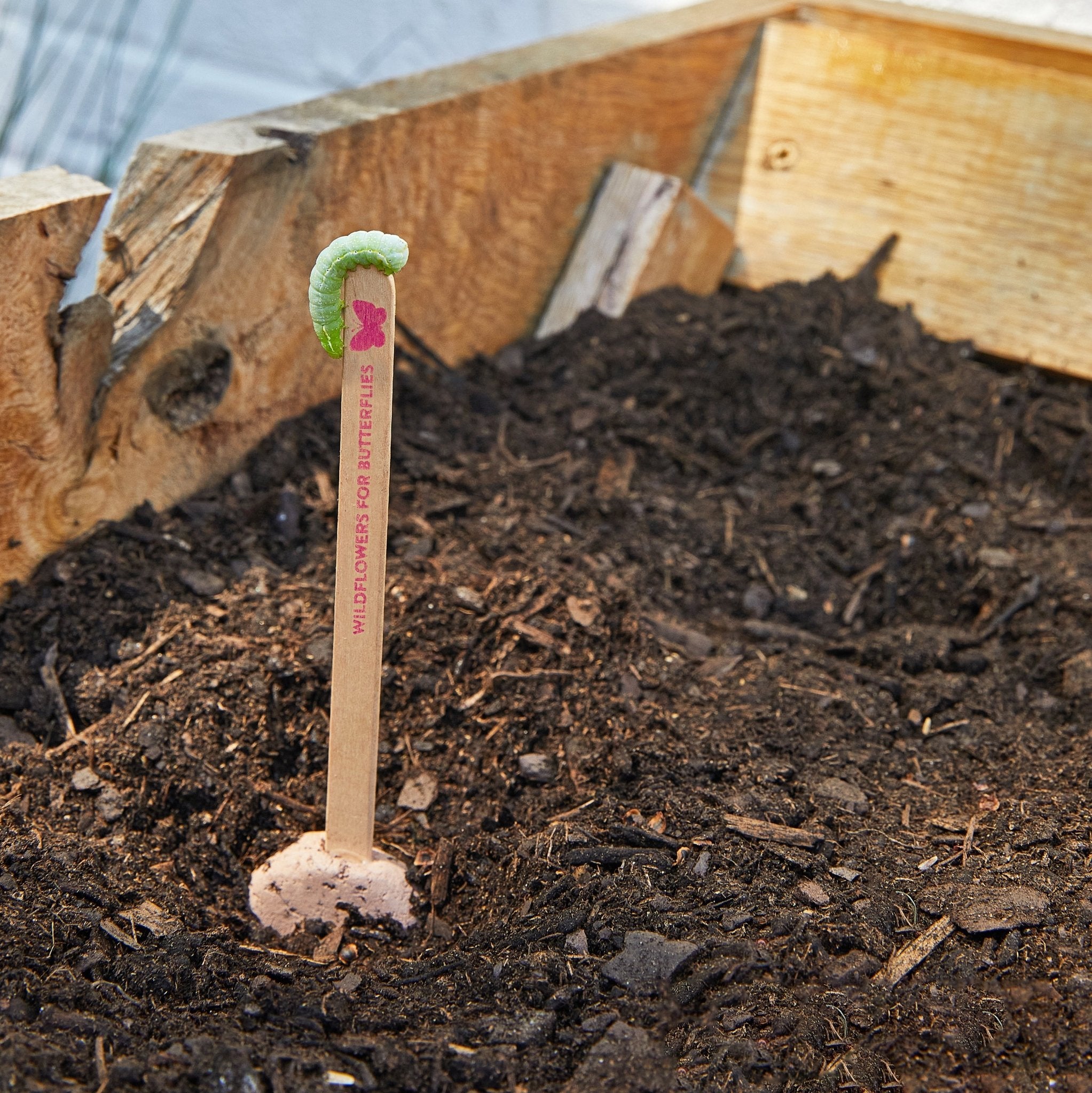 Seed Pops - Flowers - Cheeky Garden