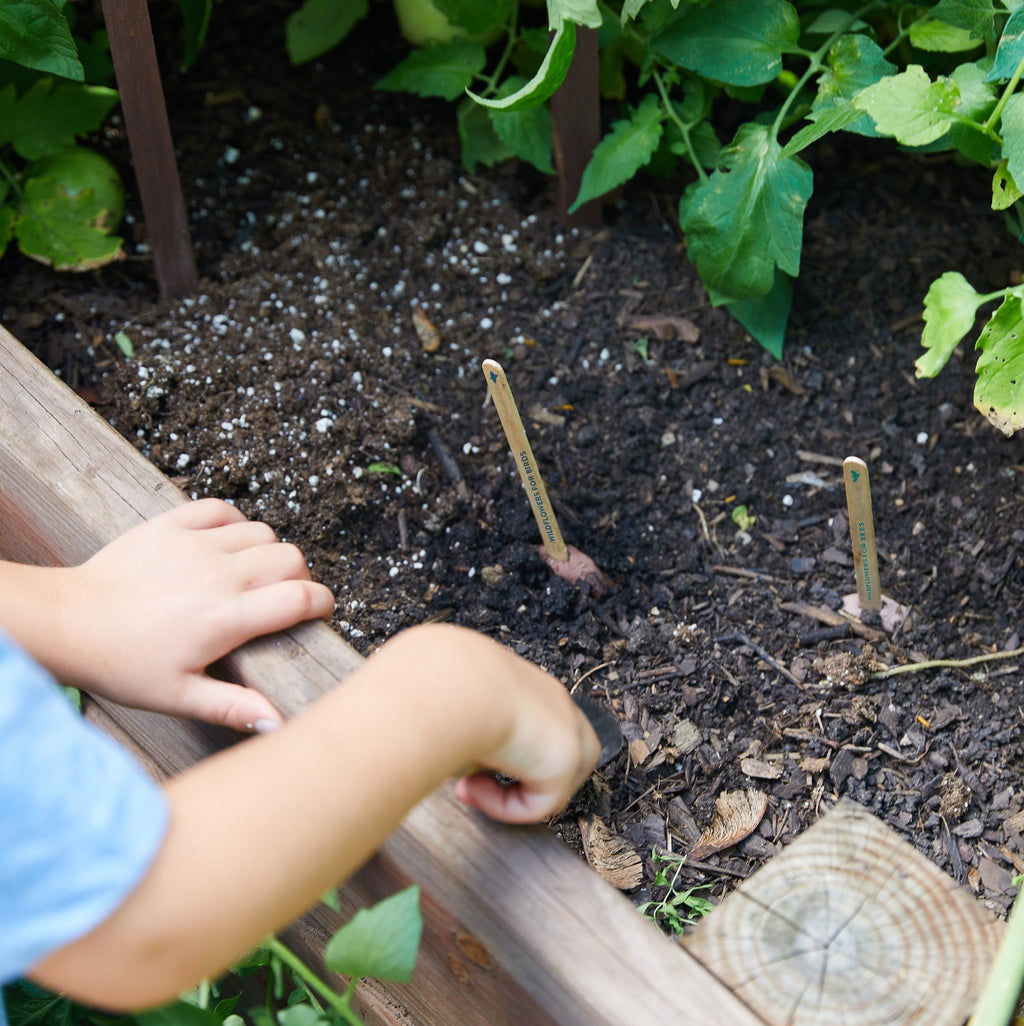 Seed Pops - Garden - Cheeky Garden