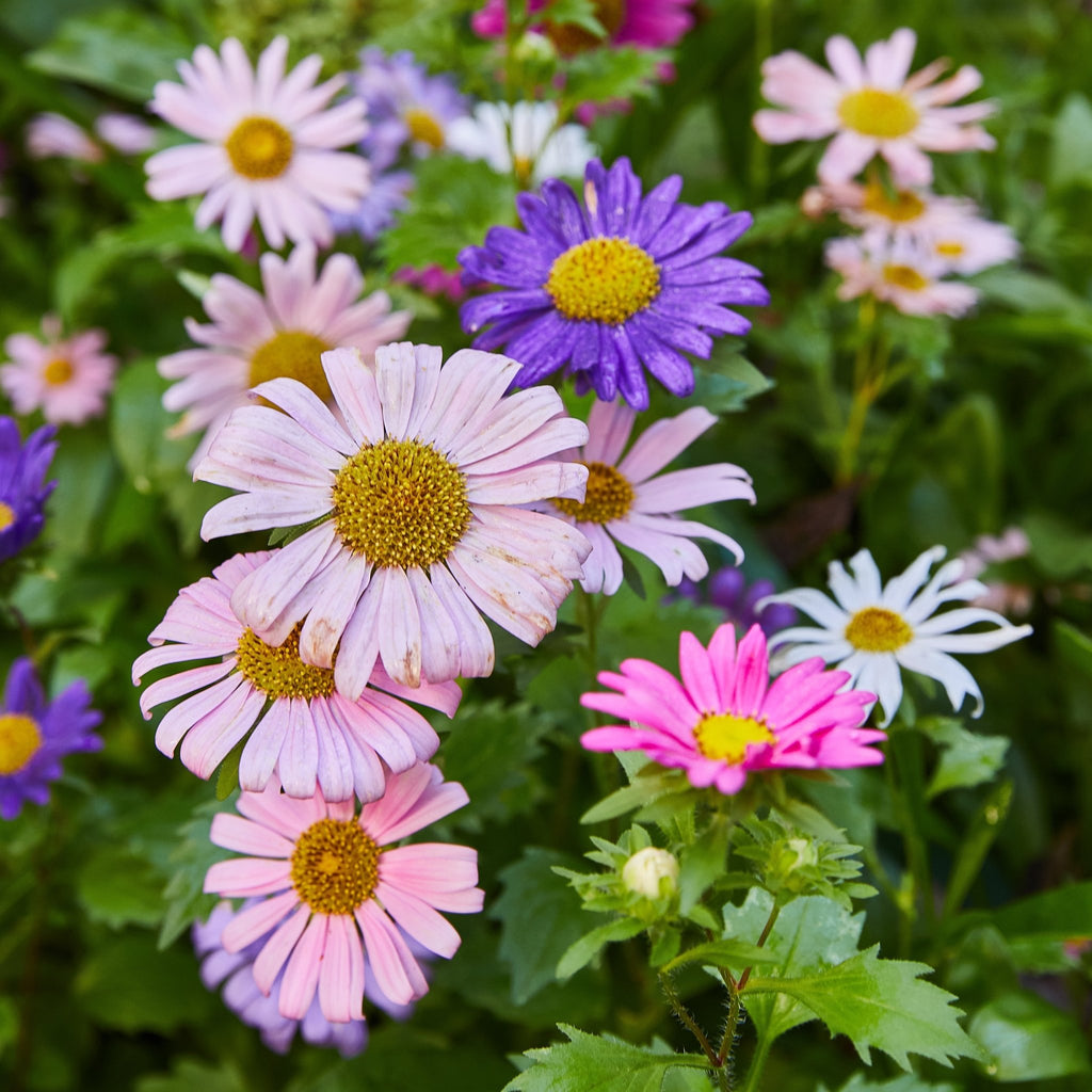 Seed Pops - Pollinator - Cheeky Garden