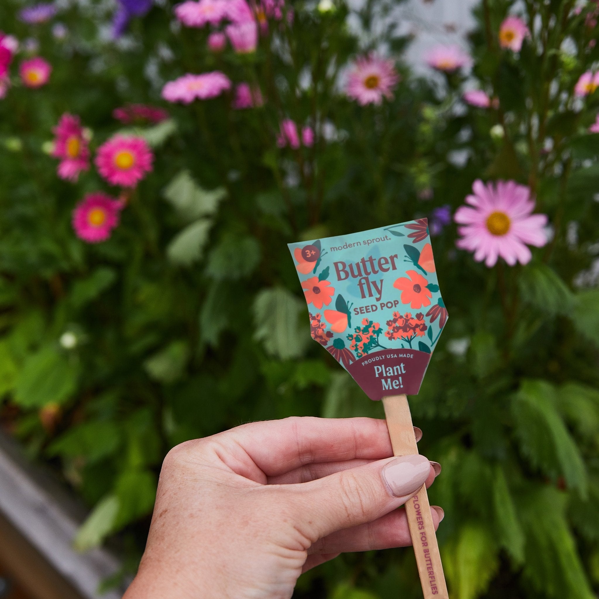 Seed Pops - Pollinator - Cheeky Garden