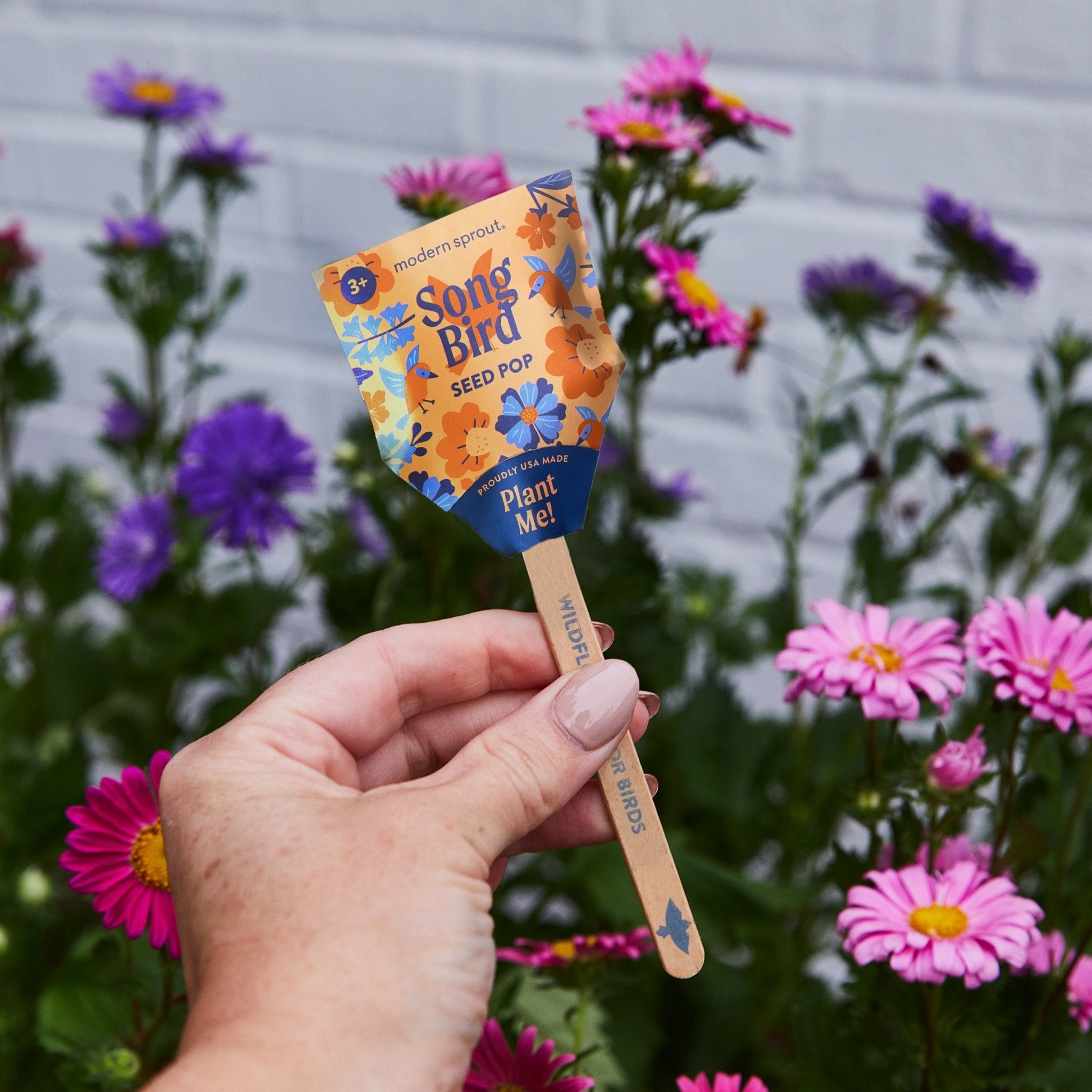 Seed Pops - Pollinator - Cheeky Garden