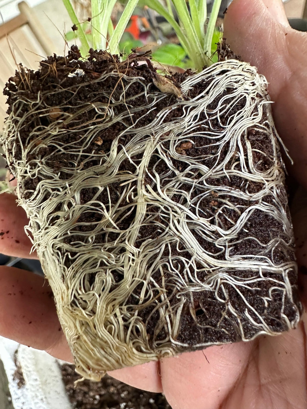 Seedling & Propagation Mix - Cheeky Garden