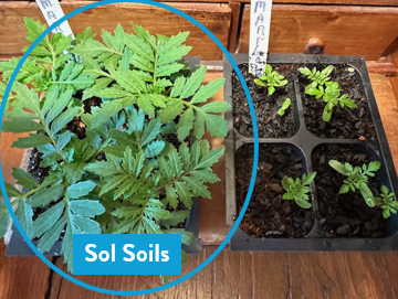 Seedling & Propagation Mix - Cheeky Garden