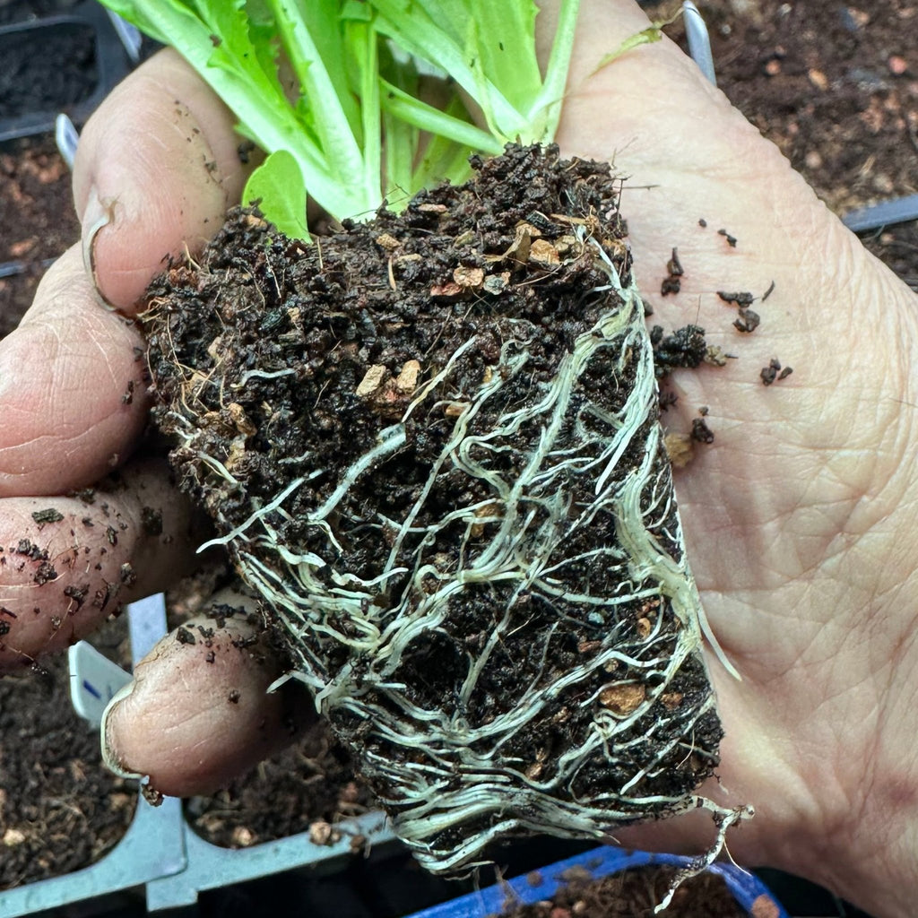 Seedling & Propagation Mix - Cheeky Garden