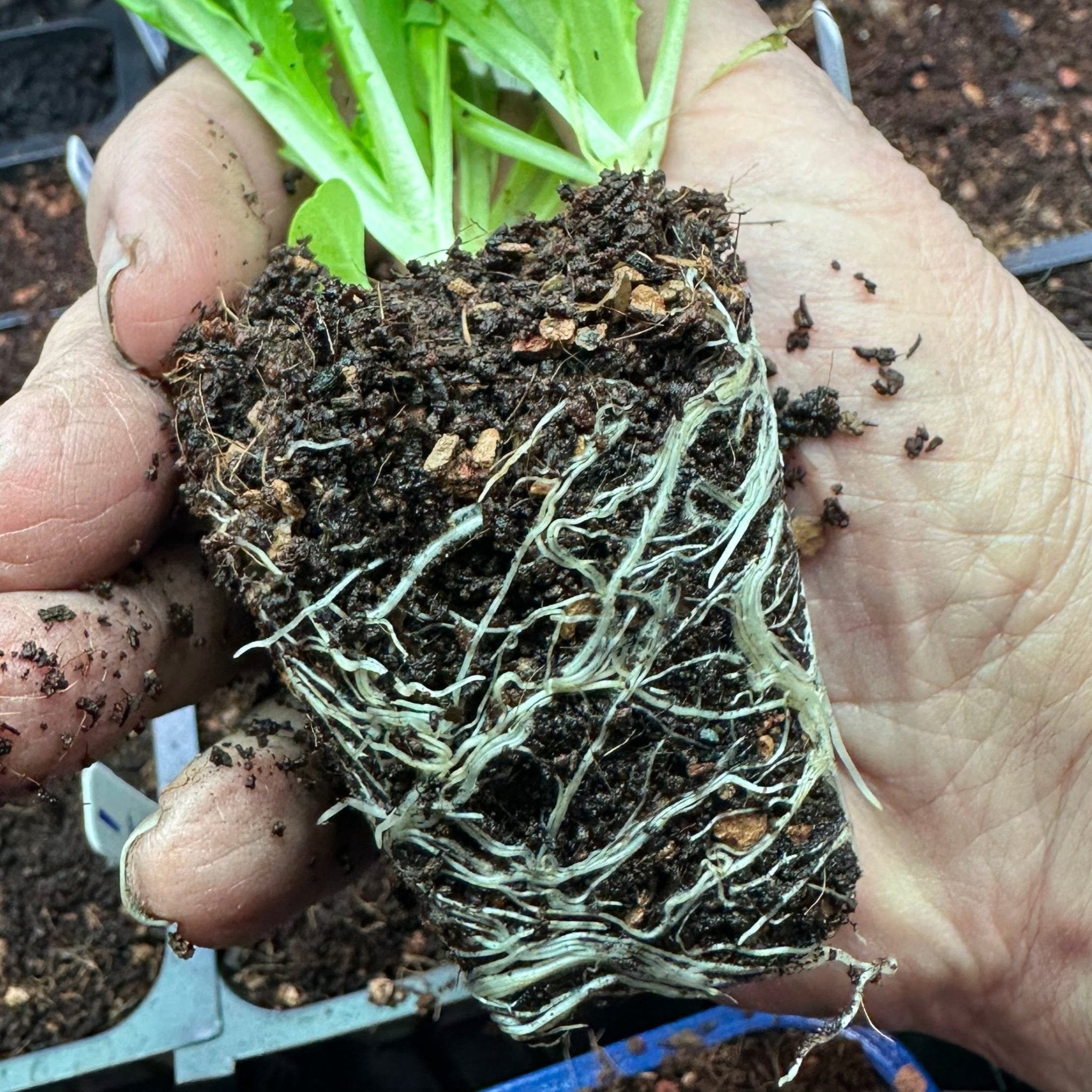 Seedling & Propagation Mix - Cheeky Garden