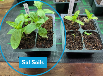 Seedling & Propagation Mix - Cheeky Garden