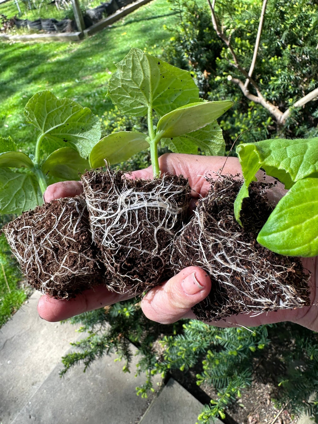 Seedling & Propagation Mix - Cheeky Garden