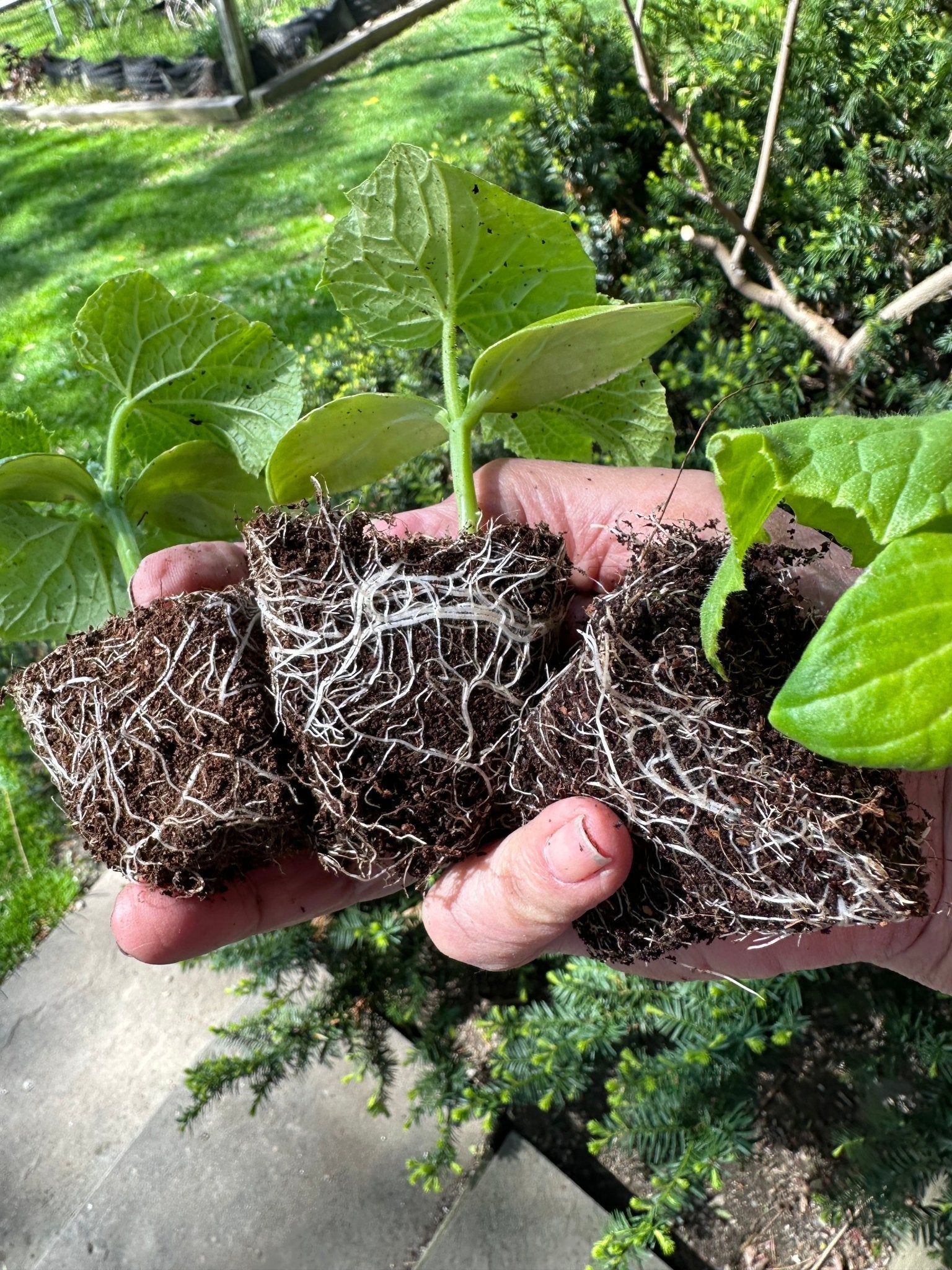 Seedling & Propagation Mix - Cheeky Garden