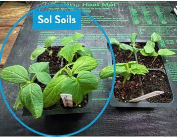 Seedling & Propagation Mix - Cheeky Garden