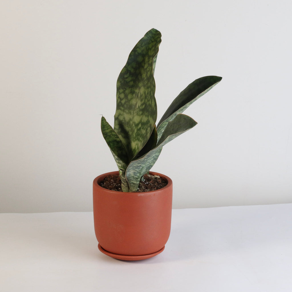 Shark Fin Sansevieria Snake Plant - Cheeky Garden