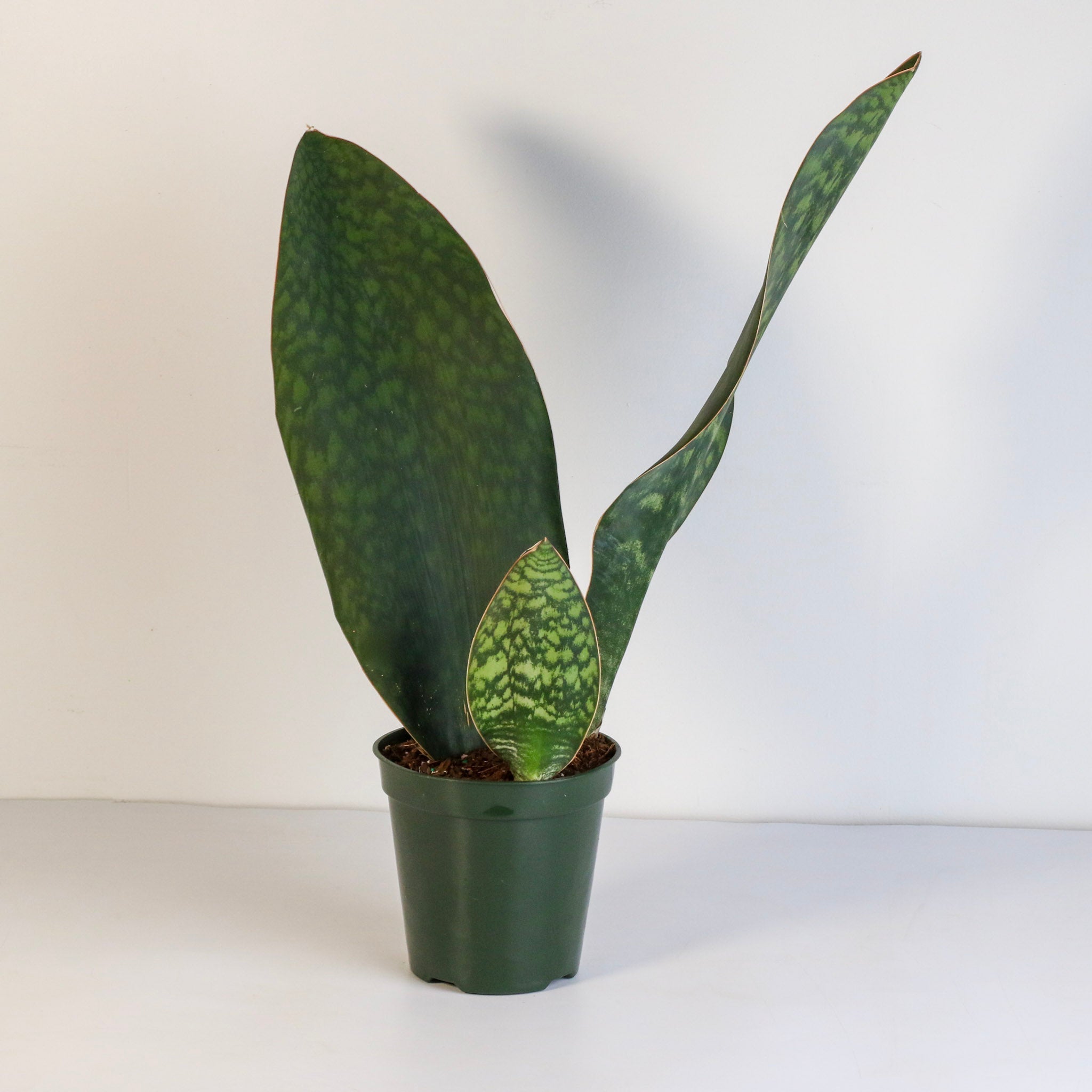 Shark Fin Sansevieria Snake Plant - Cheeky Garden
