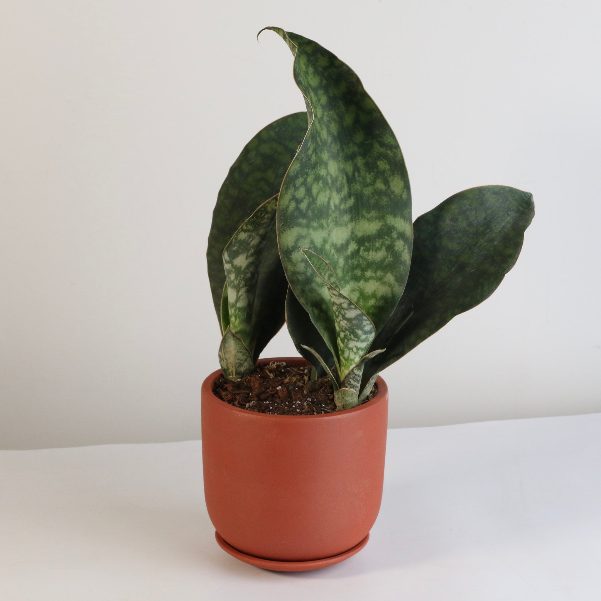Shark Fin Sansevieria Snake Plant - Cheeky Garden