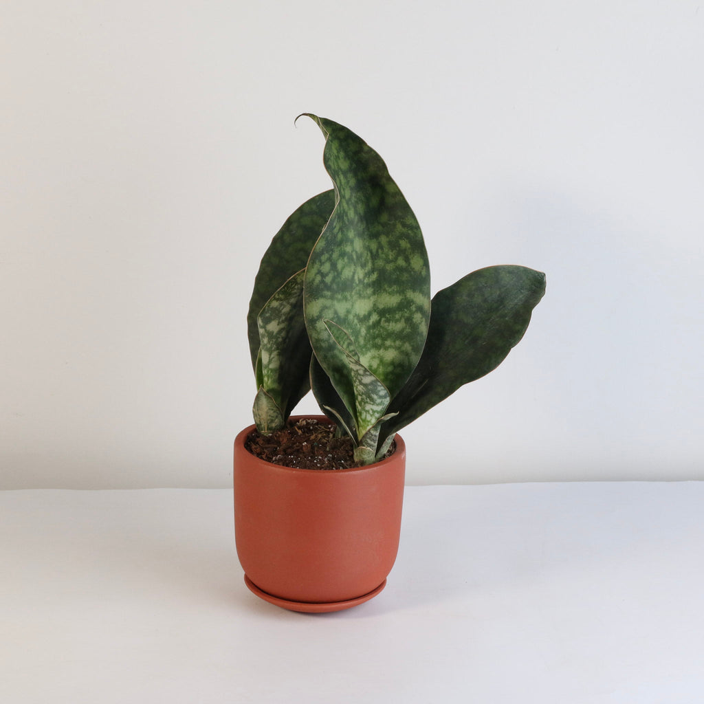 Shark Fin Sansevieria Snake Plant - Cheeky Garden