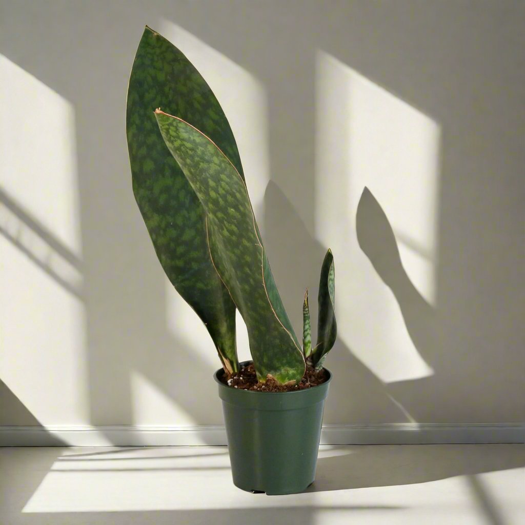 Shark Fin Sansevieria Snake Plant - Cheeky Garden