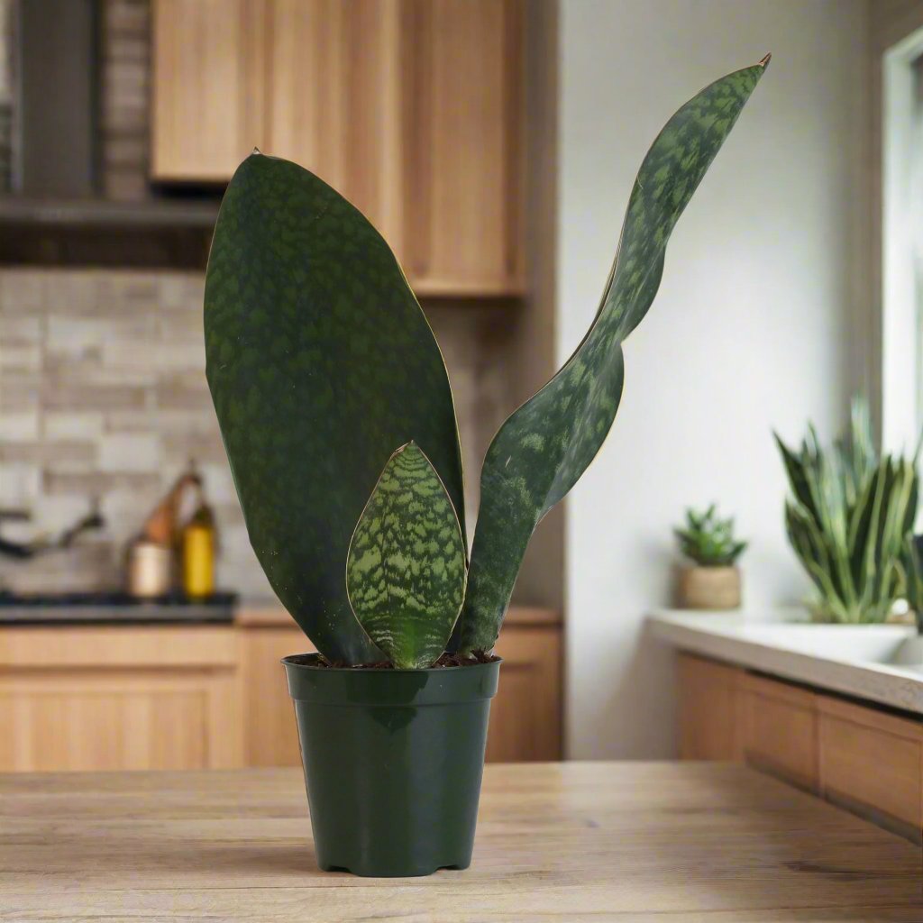 Shark Fin Sansevieria Snake Plant - Cheeky Garden