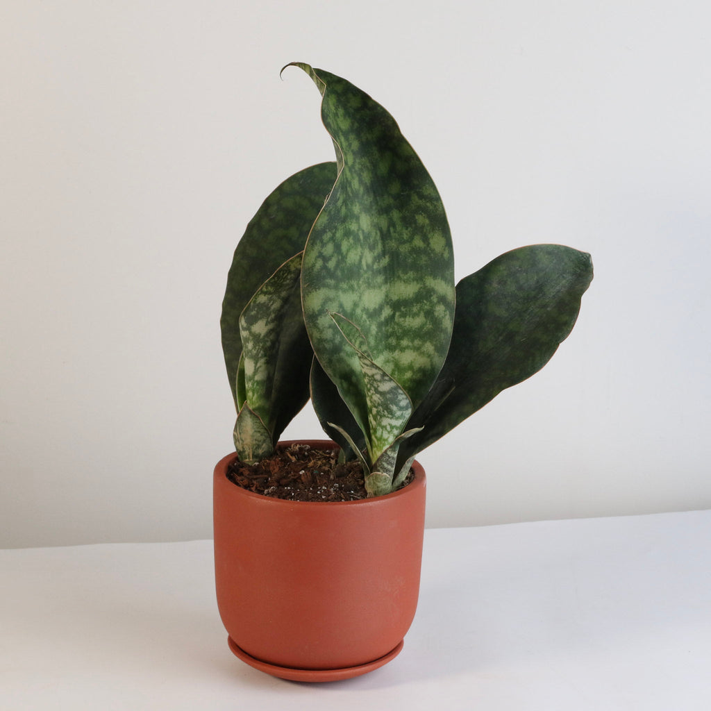 Shark Fin Sansevieria Snake Plant - Cheeky Garden