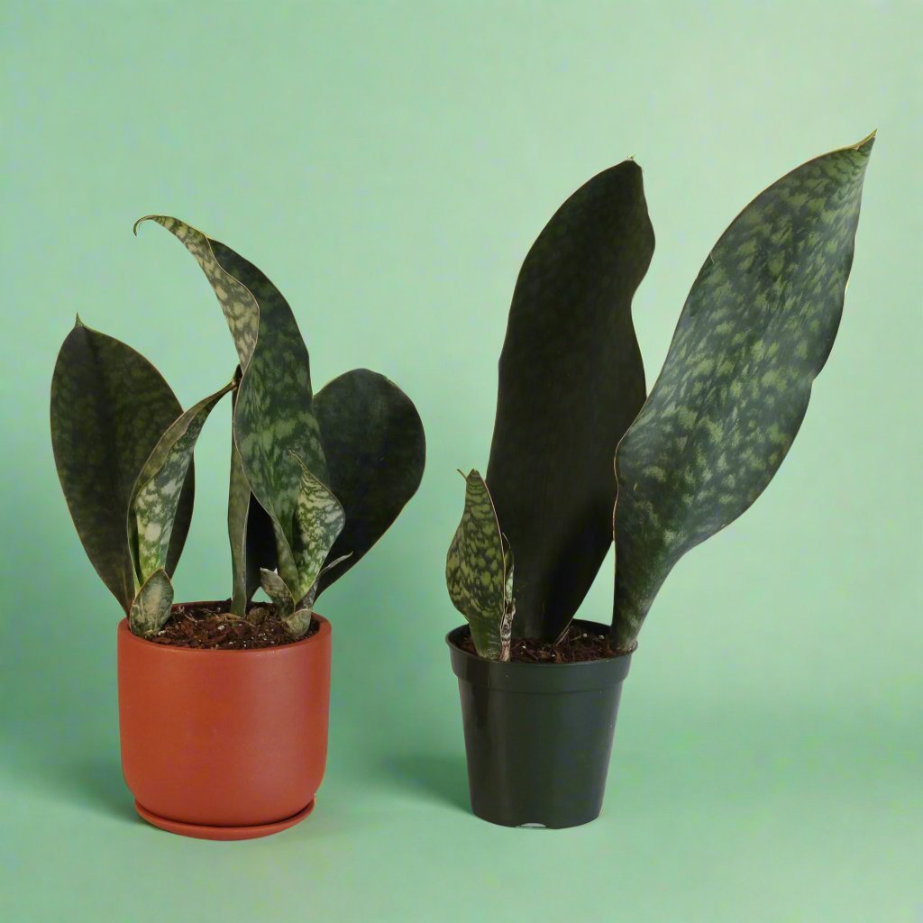 Shark Fin Sansevieria Snake Plant - Cheeky Garden