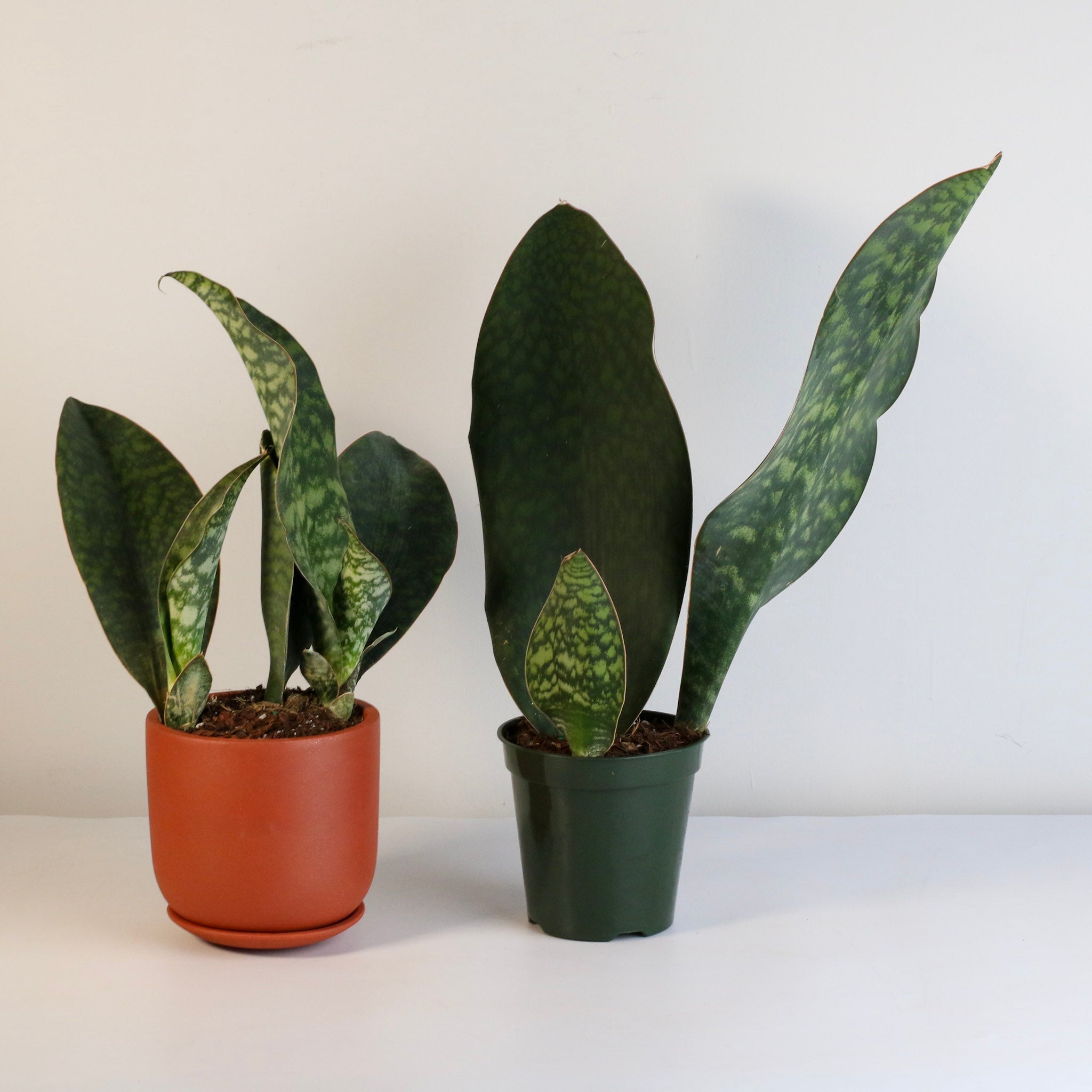 Shark Fin Sansevieria Snake Plant - Cheeky Garden